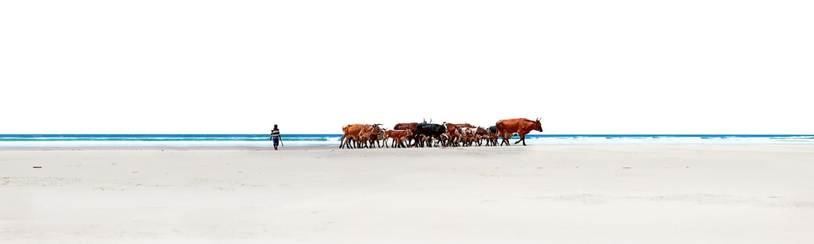 Clint Strydom, Beach Cows