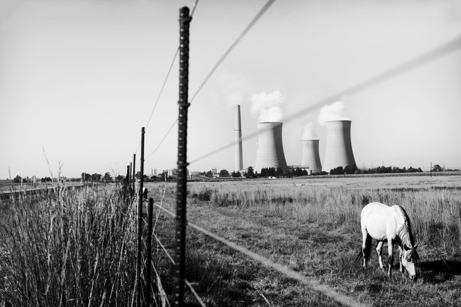 Daylin Paul, Horse grazing in field near Kriel Power Station - Kriel, Mpumalanga, 2018