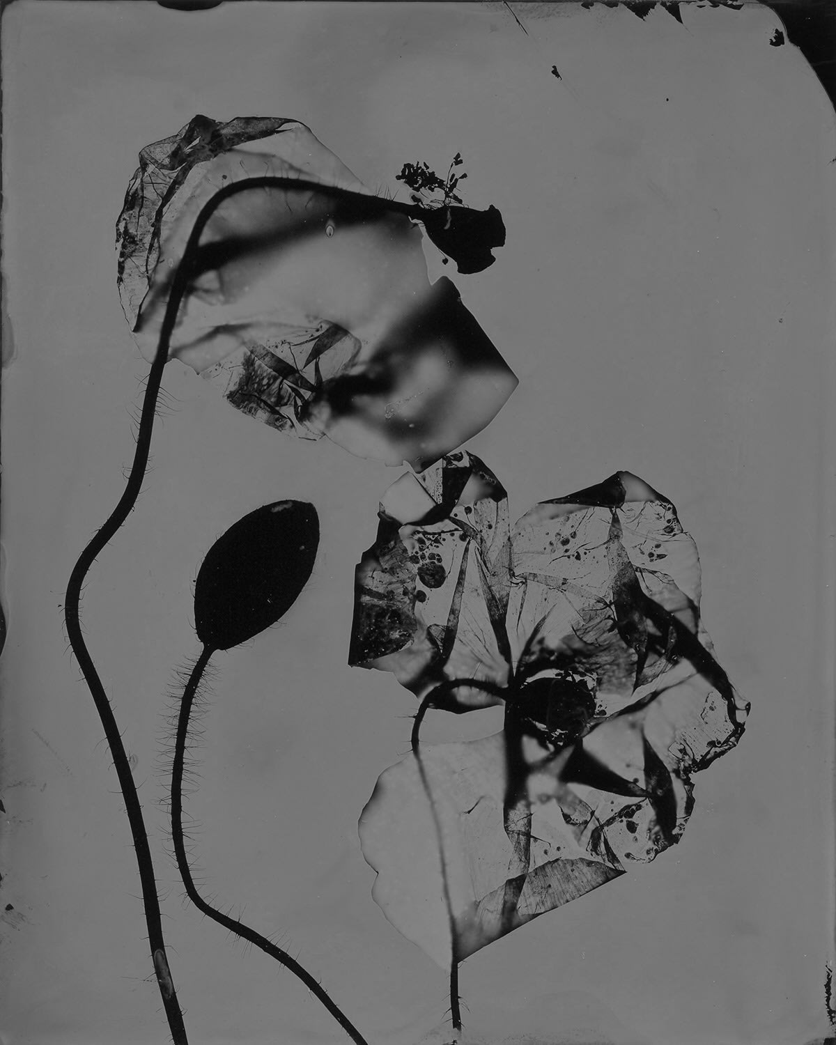 Jo de Banzie, Flanders Poppy No. 1, 2020