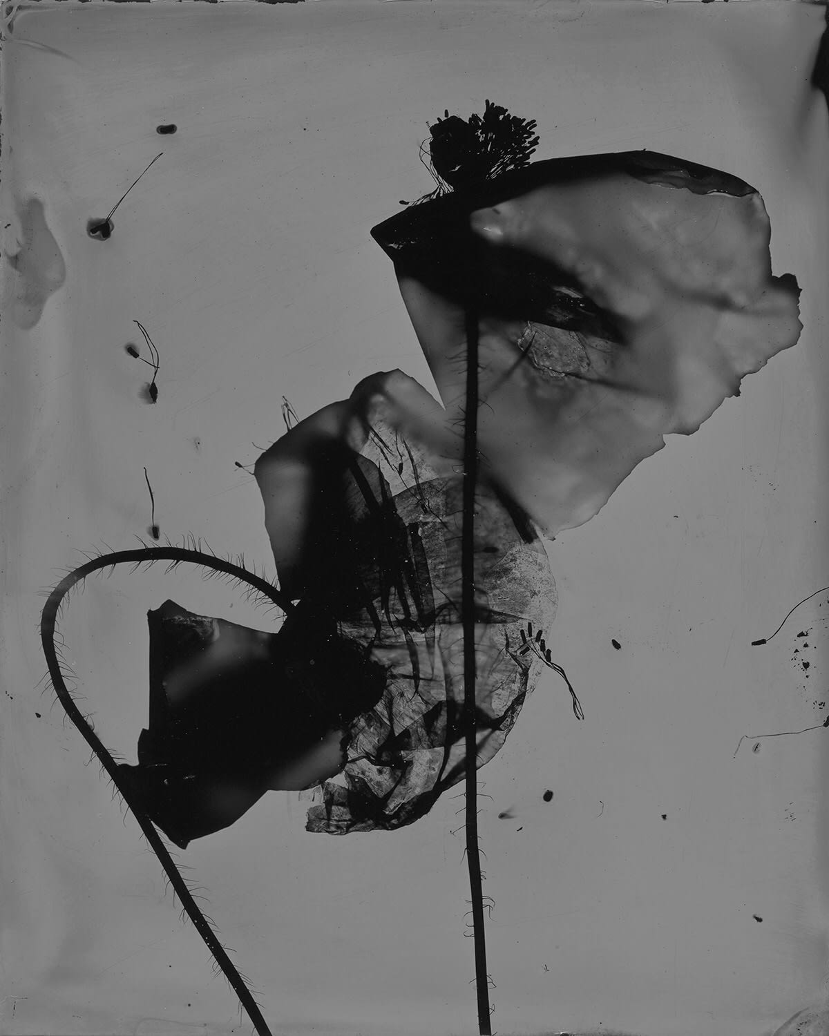 Jo de Banzie, Flanders Poppy No. 3, 2020