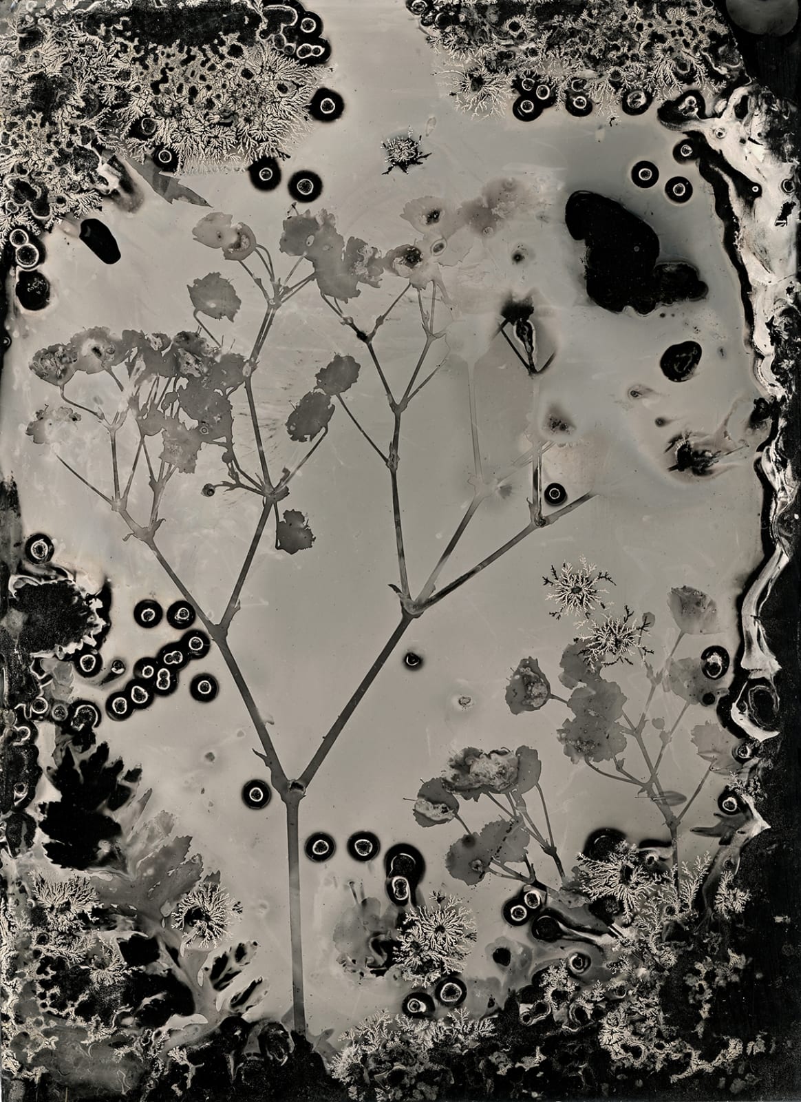 'Baby's Breath' by Jo de Banzie