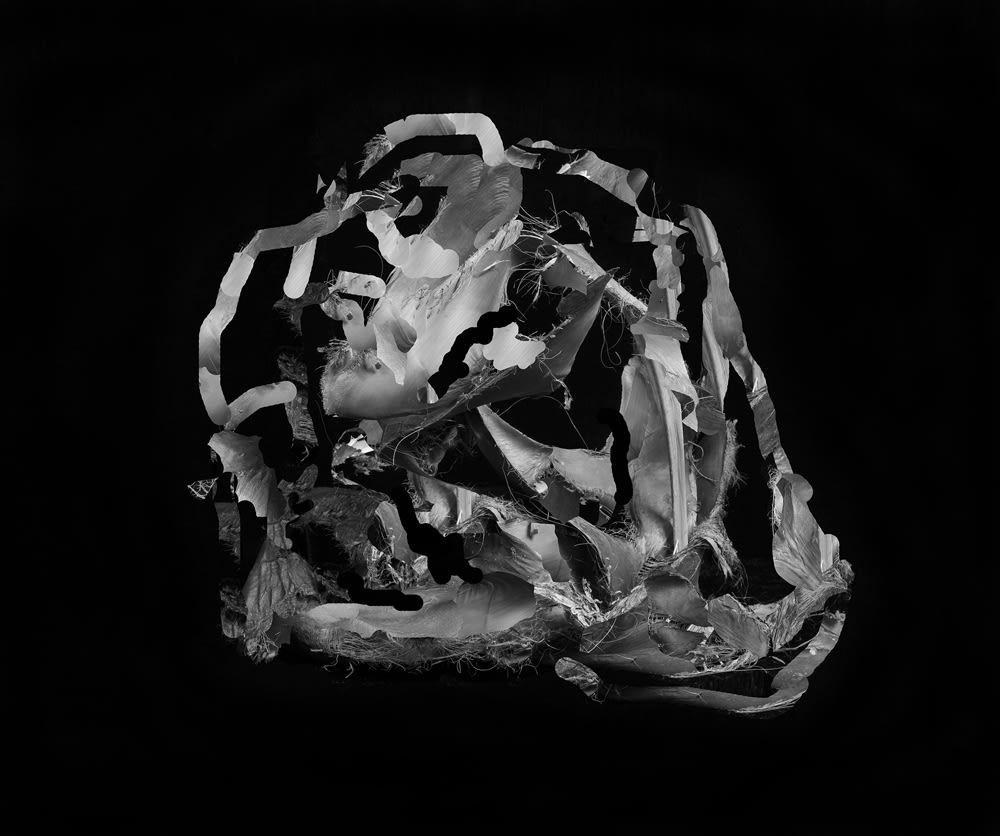 Nico Krijno, Palm Frond , 2014