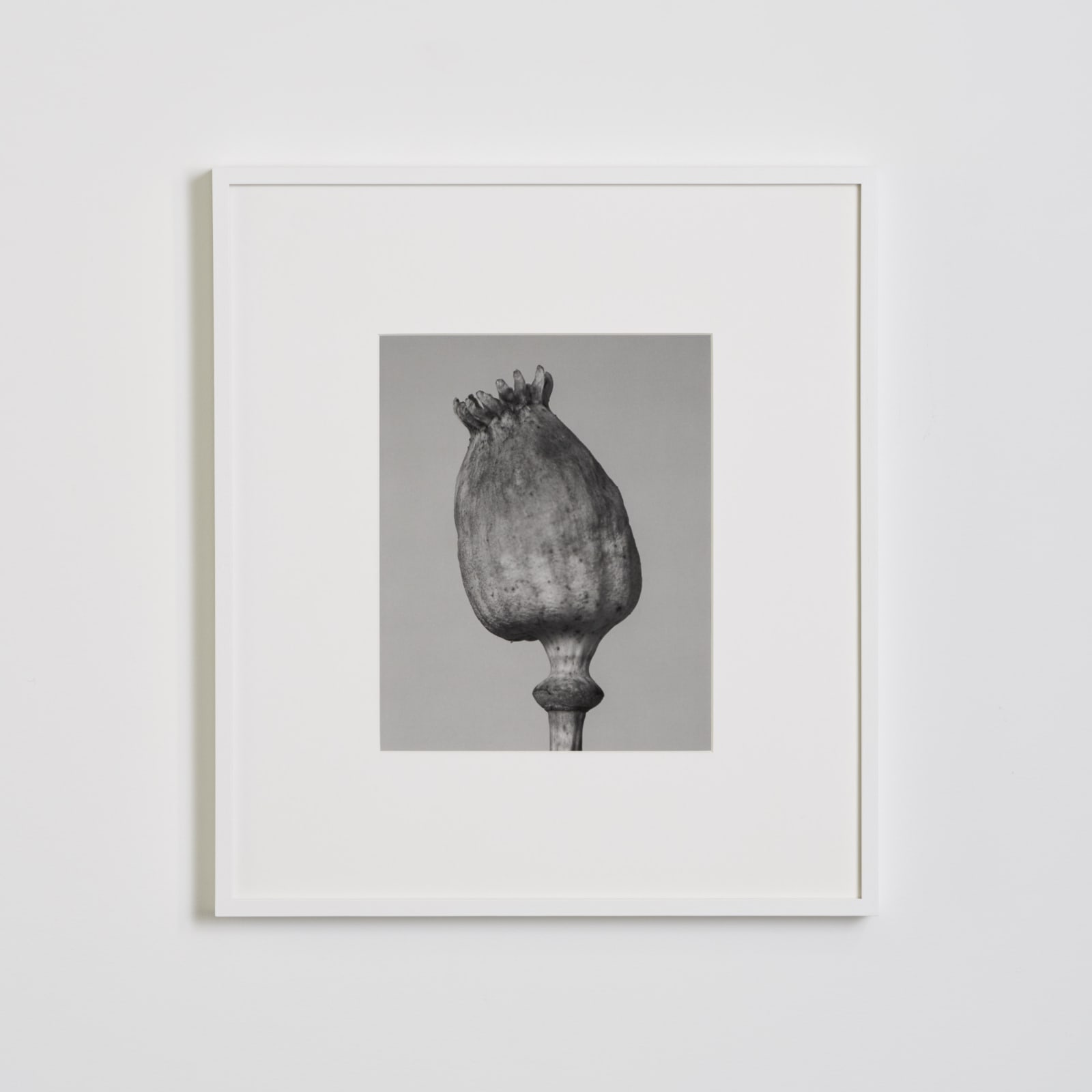 Tereza Zelenkova, Poppy Head I, 2017