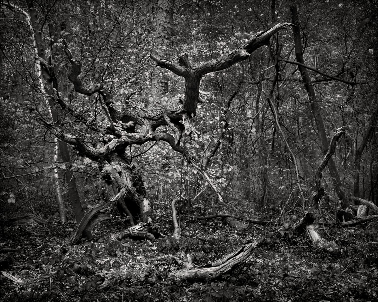 Mark Nettenbreijers, Rise & Fall XV, 2013
