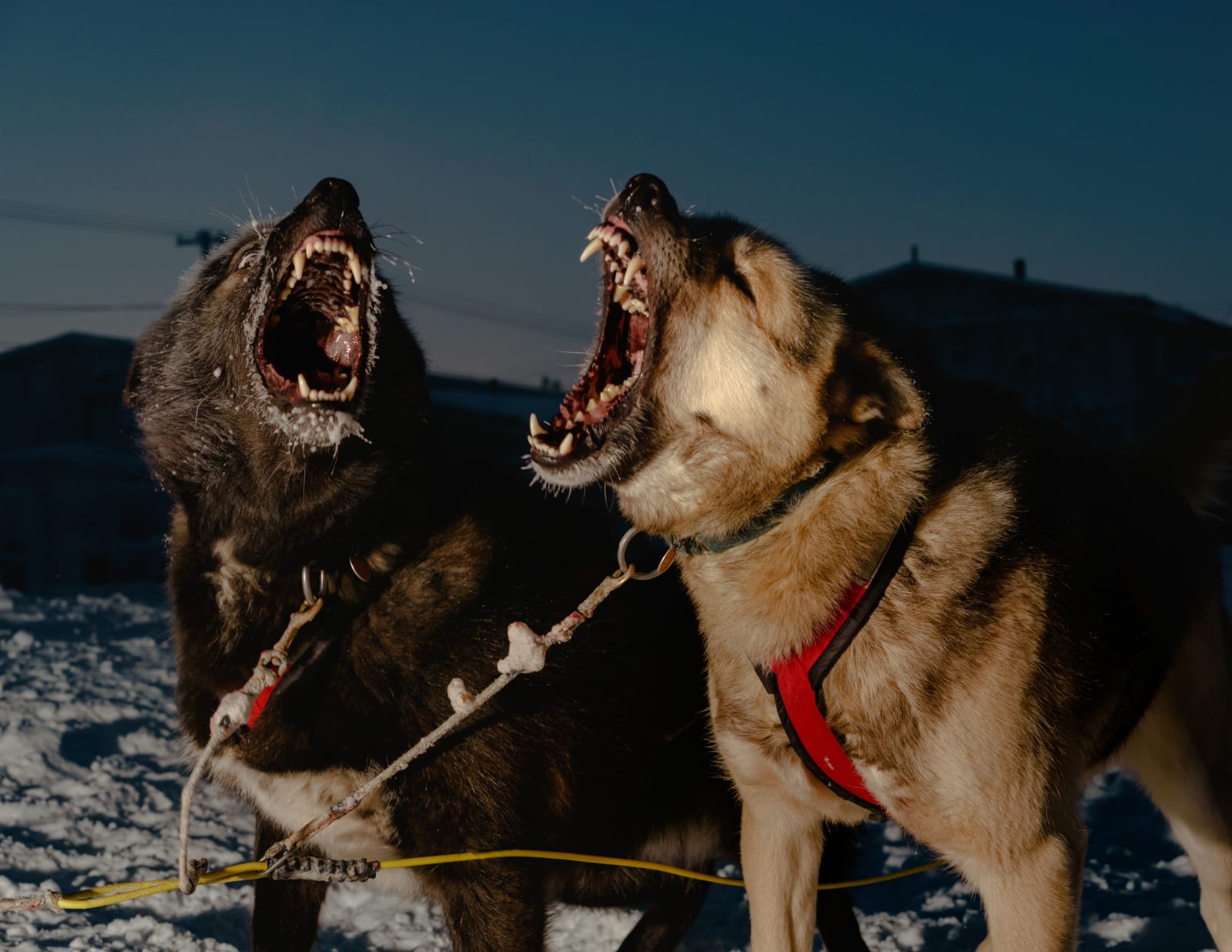 Mark Mahaney, Polar Night #10, 2019