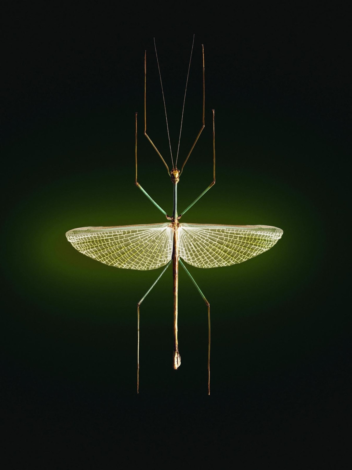 Vincent Fournier, Phasme Sémaphore (Phasmatodea lucidus) Système de communication par rayonnement cosmique, 2022