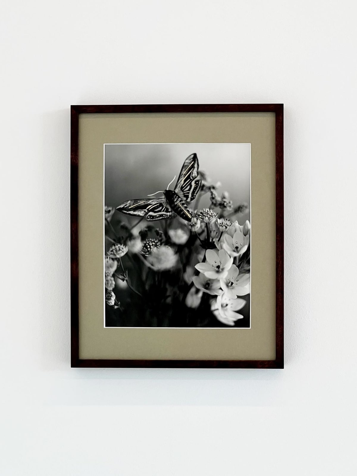 Tereza Zelenkova, Moth, 2020 - 2022