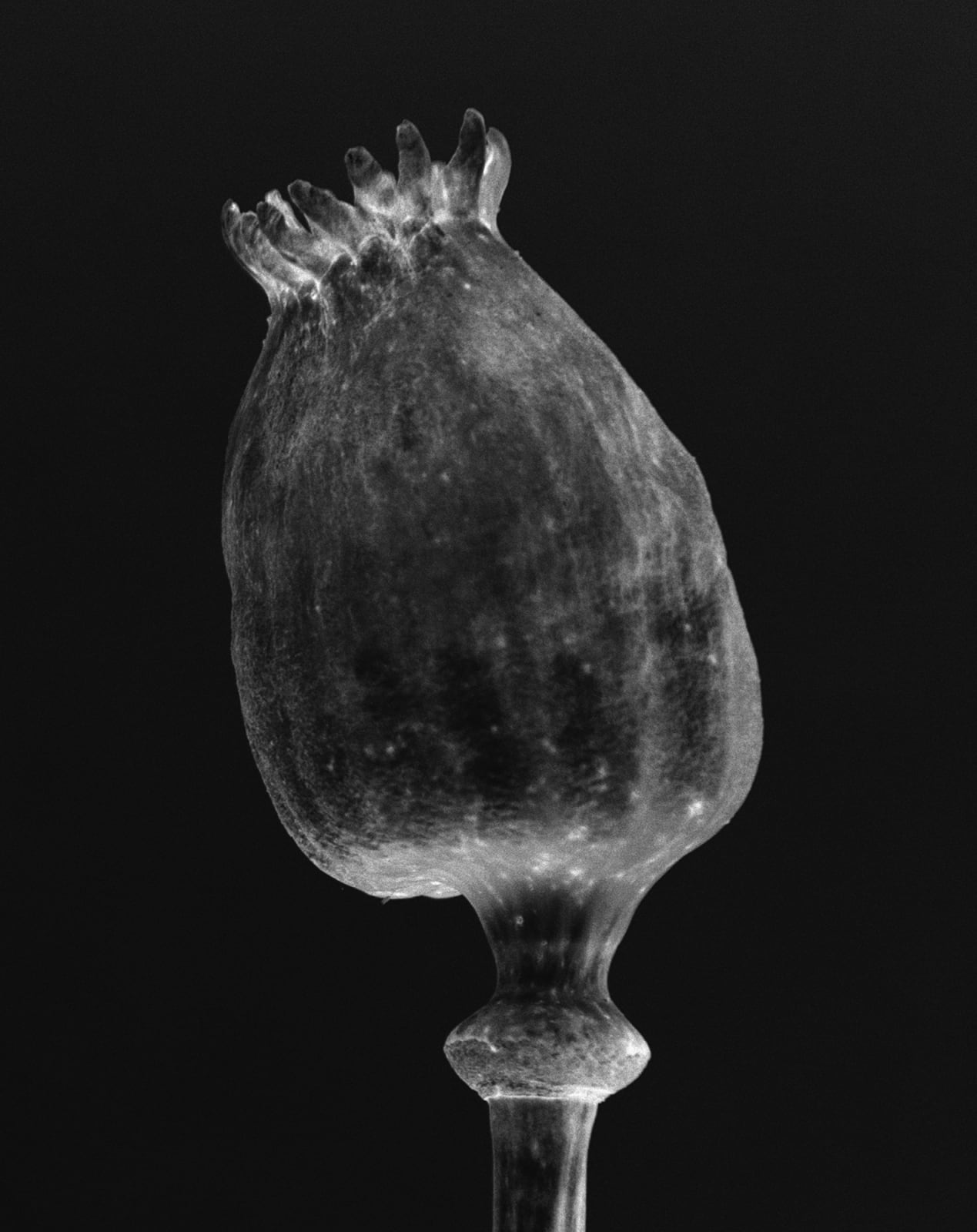 Tereza Zelenkova, Poppy Head II, 2017