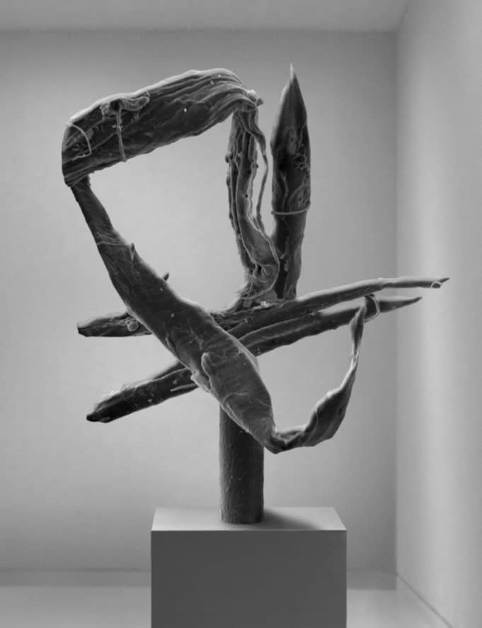 Koen Hauser, Biobased III , 2013