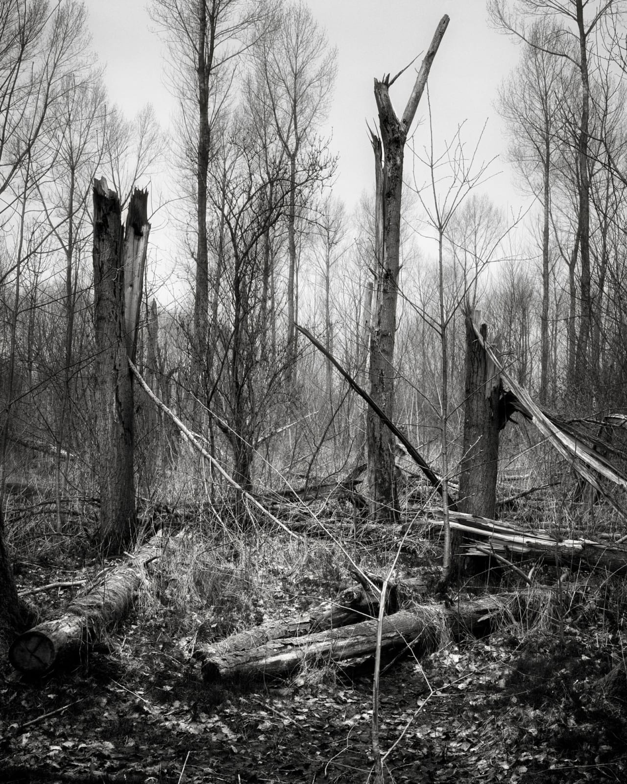 Mark Nettenbreijers, Rise & Fall V, 2013