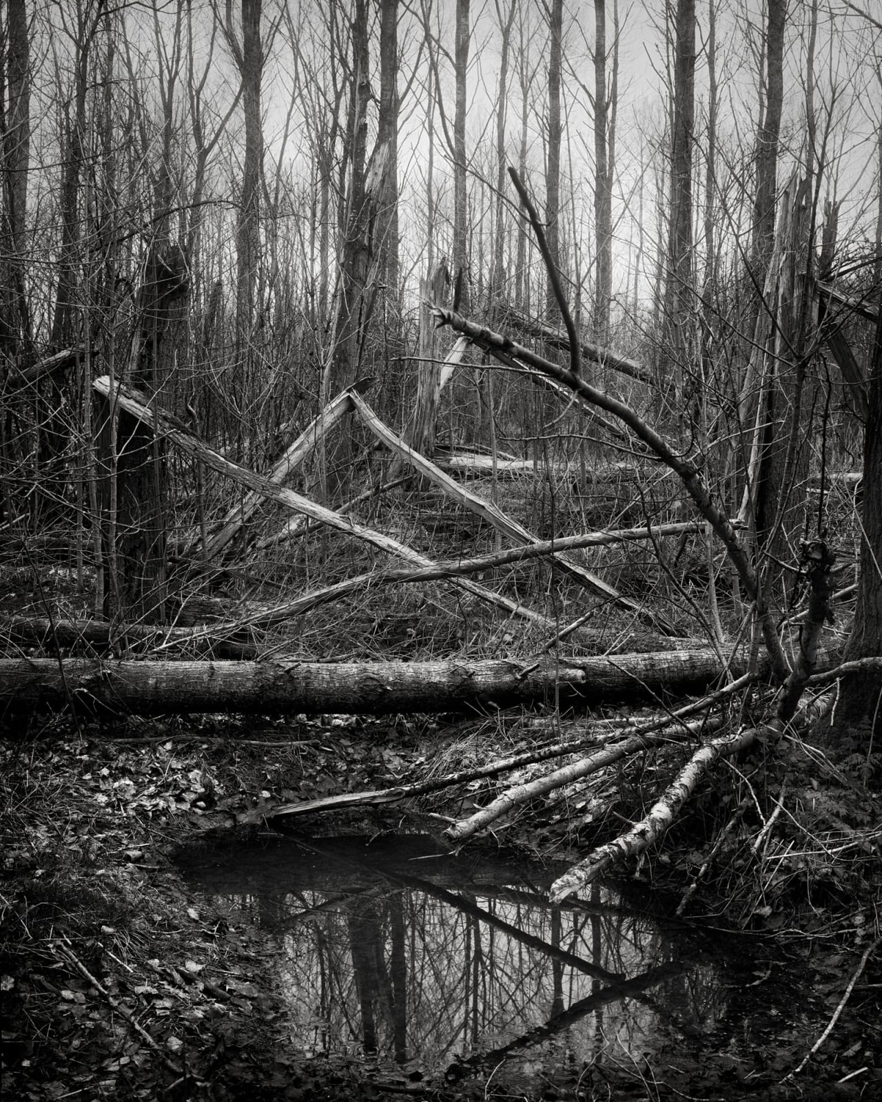Mark Nettenbreijers, Rise & Fall VI, 2013