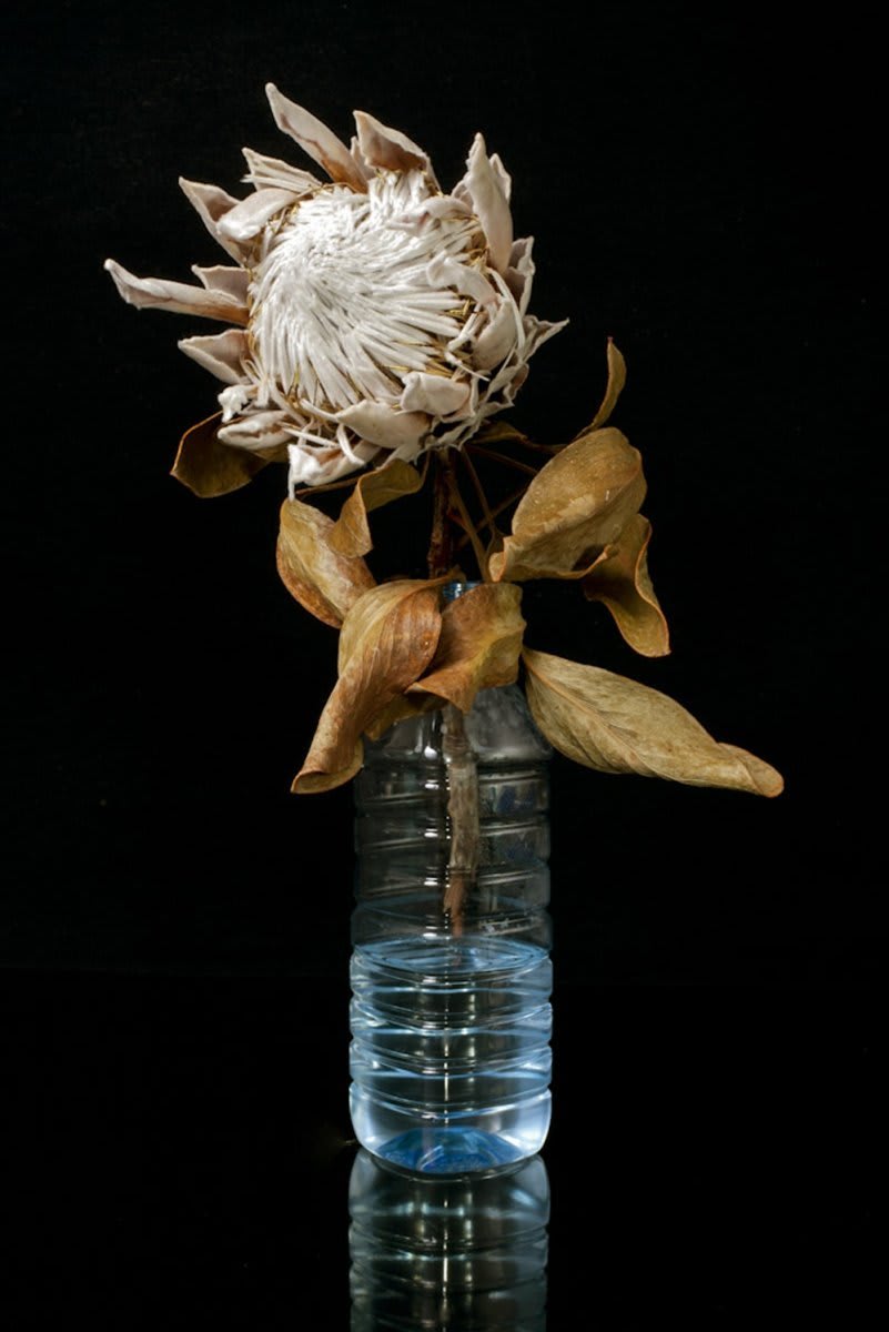 Nico Krijno, Dead Protea and Velpre Bottle , 2014