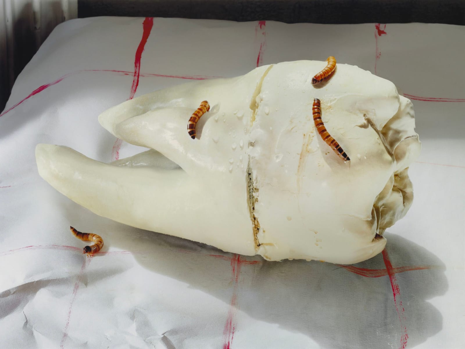 Sara de Brito Faustino, Tooth, 2024