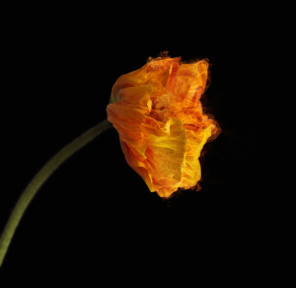 Vincent Fournier, Red Poppy [Ignis Ubinanae] Flower with fiery plasma, 2014