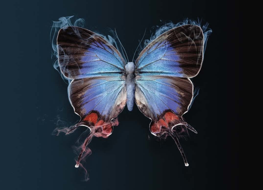 Vincent Fournier, Fragrance Butterfly [Fragantia papilionem], 2023