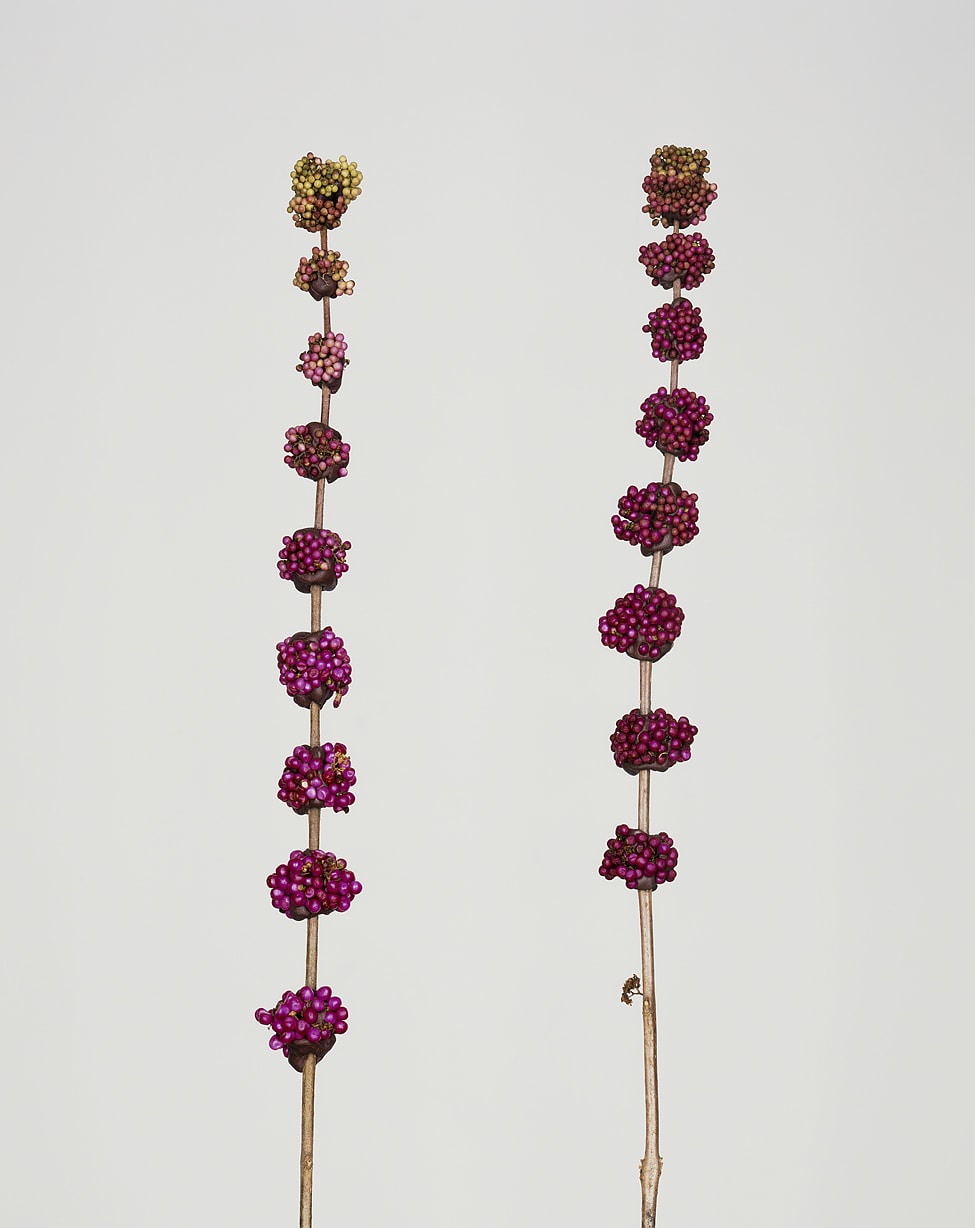 Bownik, Disassembly 7, 2013