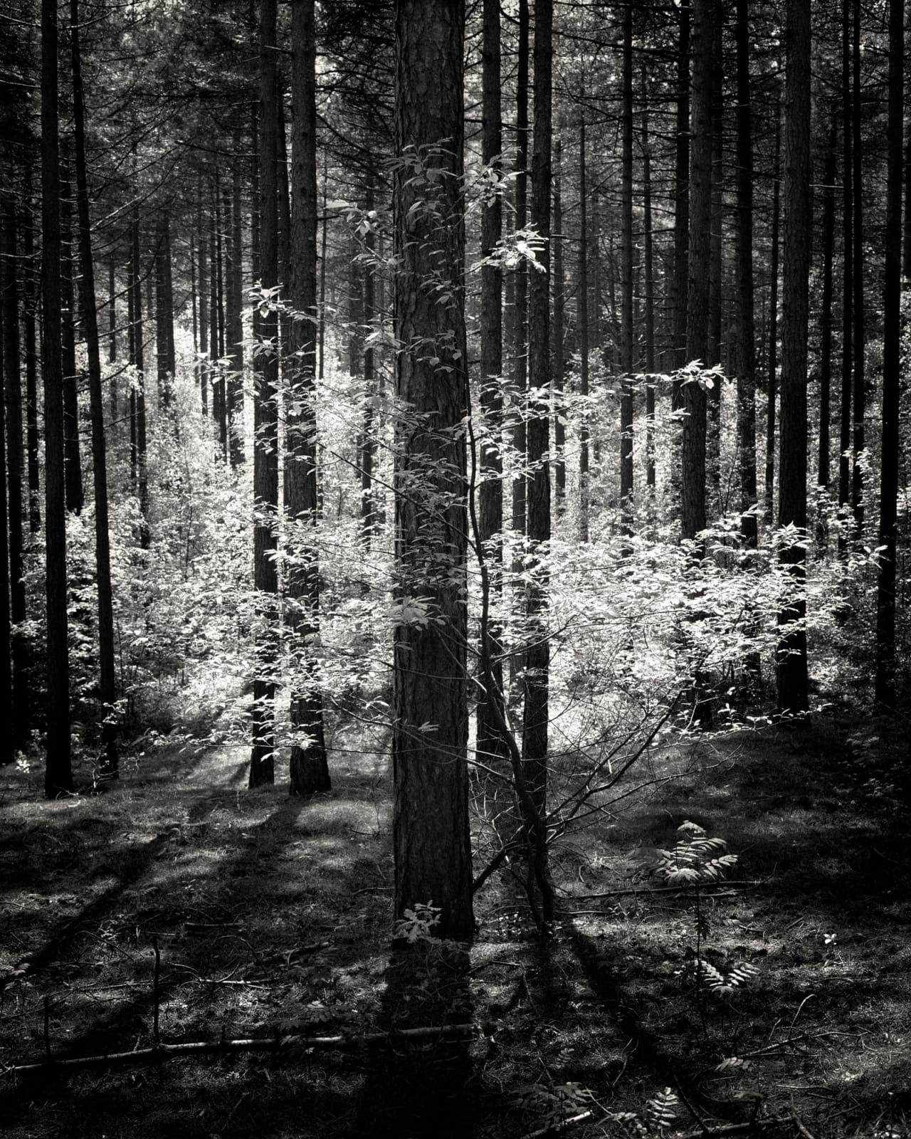 Mark Nettenbreijers, Rise & Fall XVI, 2013