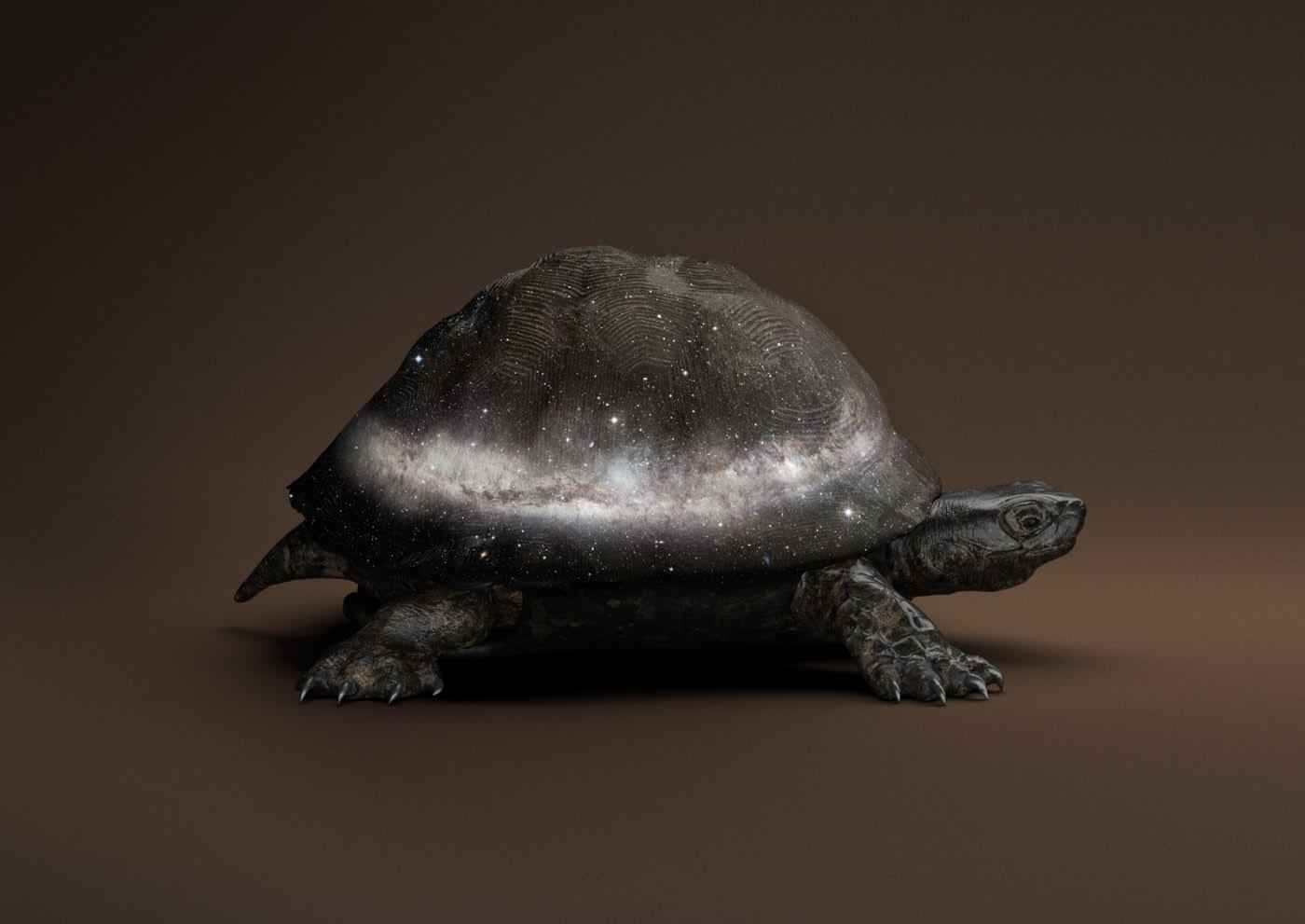 Vincent Fournier, Black Celestial Tortoise [Manouria praecognito] Divine Tortoise, 2019