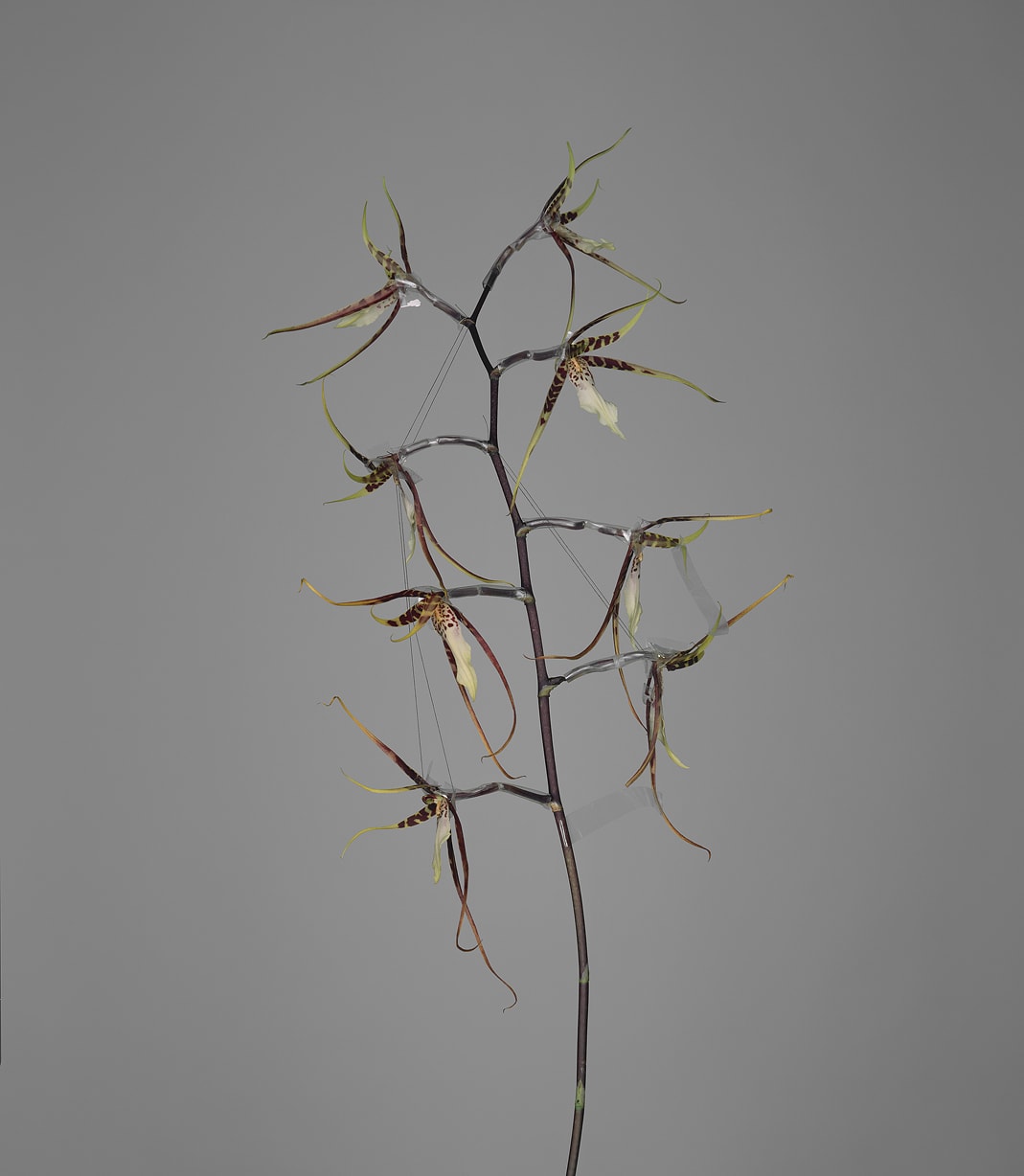 Bownik, Disassembly 14, 2013