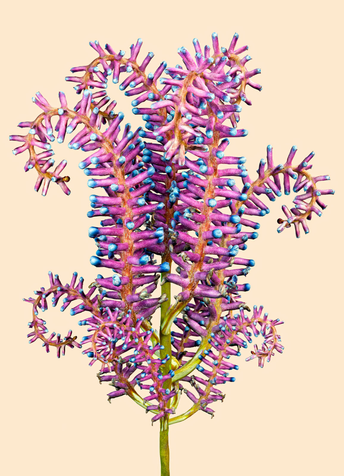 Vincent Fournier, Flora Incognita, 2022