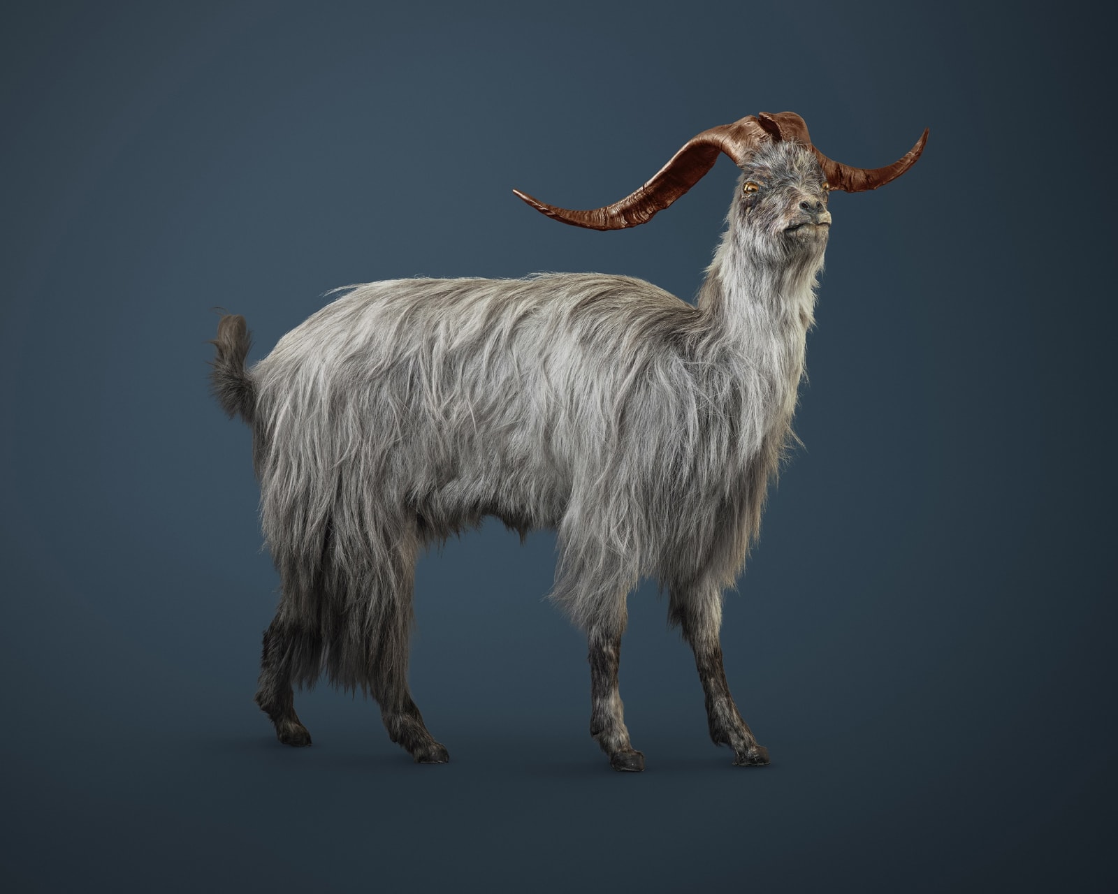 Vincent Fournier, Magnetic Bouc [Buccus magnetica] Ability to control and create electromagnetic fields, 2015