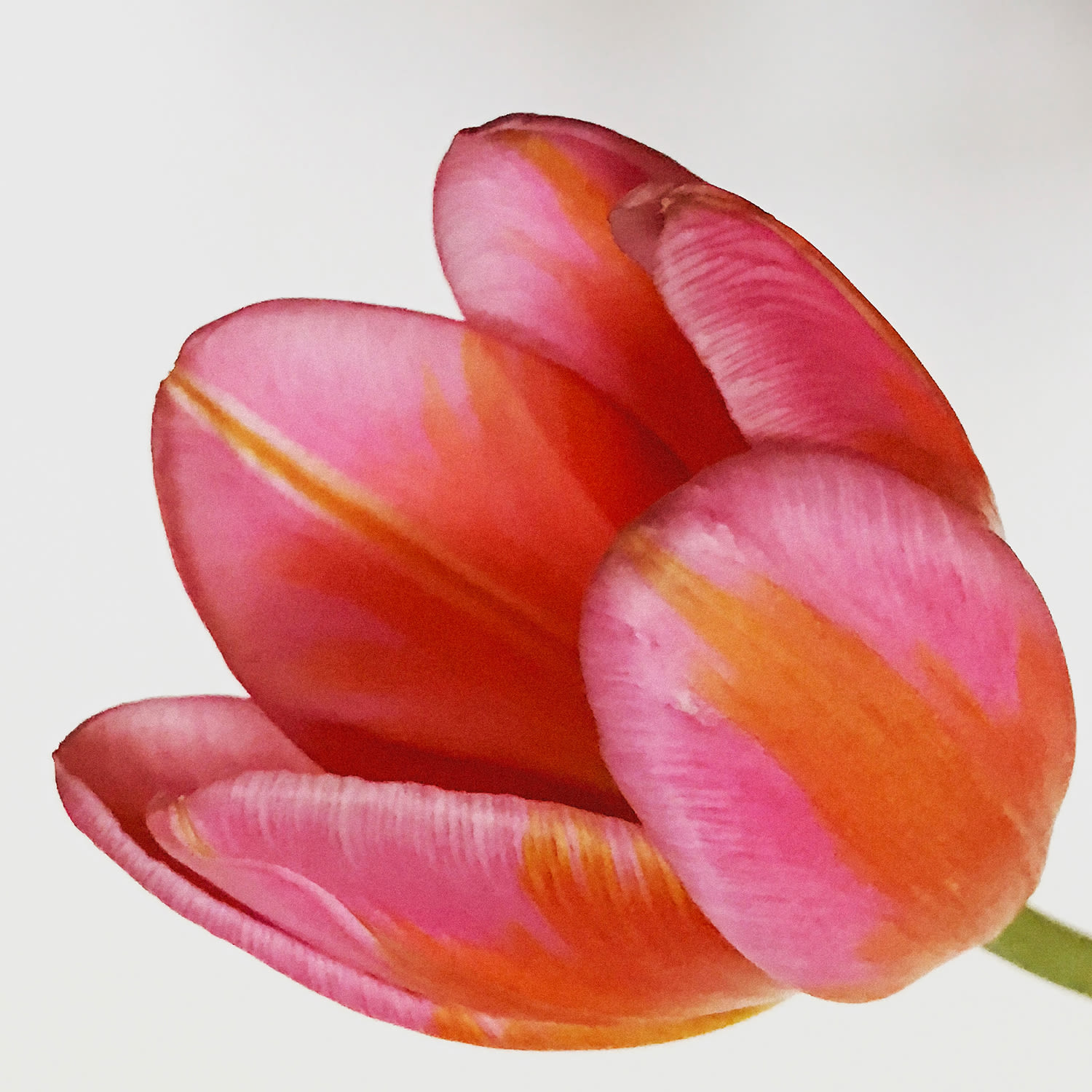 Inez & Vinoodh, Dutch Tulip, 2019