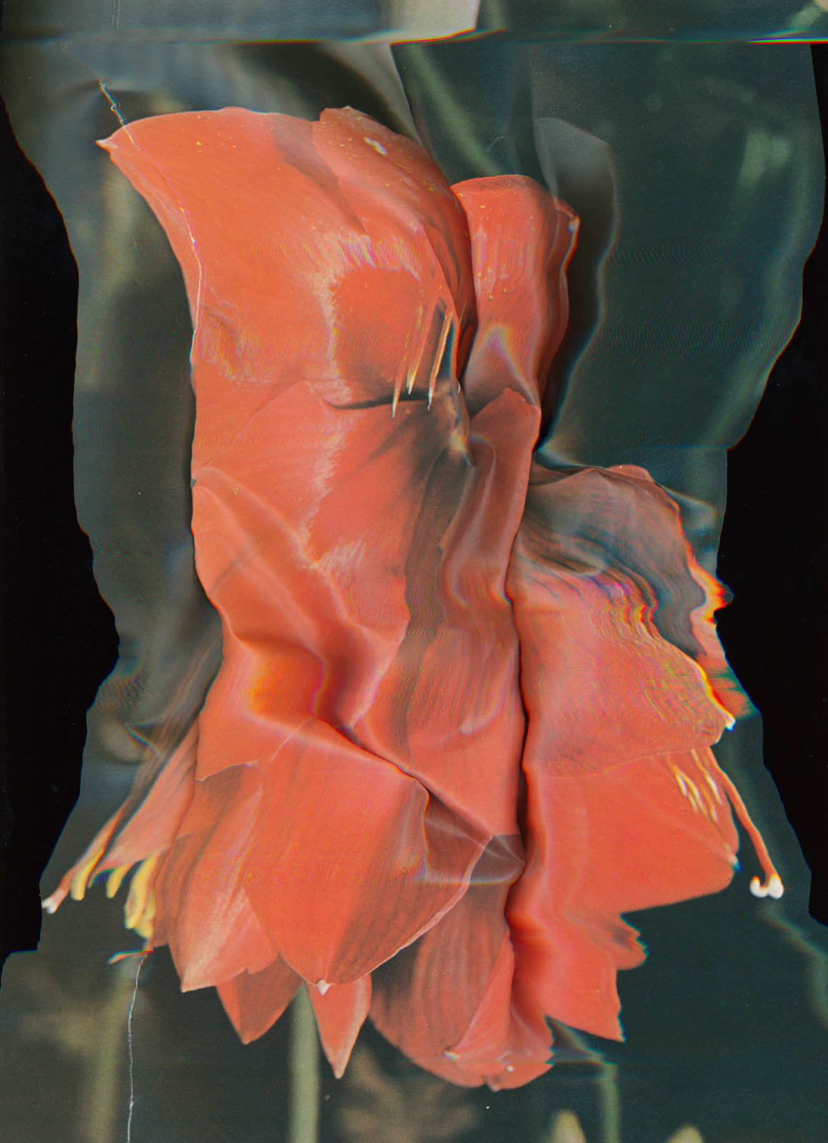 Nico Krijno, The Constellation #055, 2022