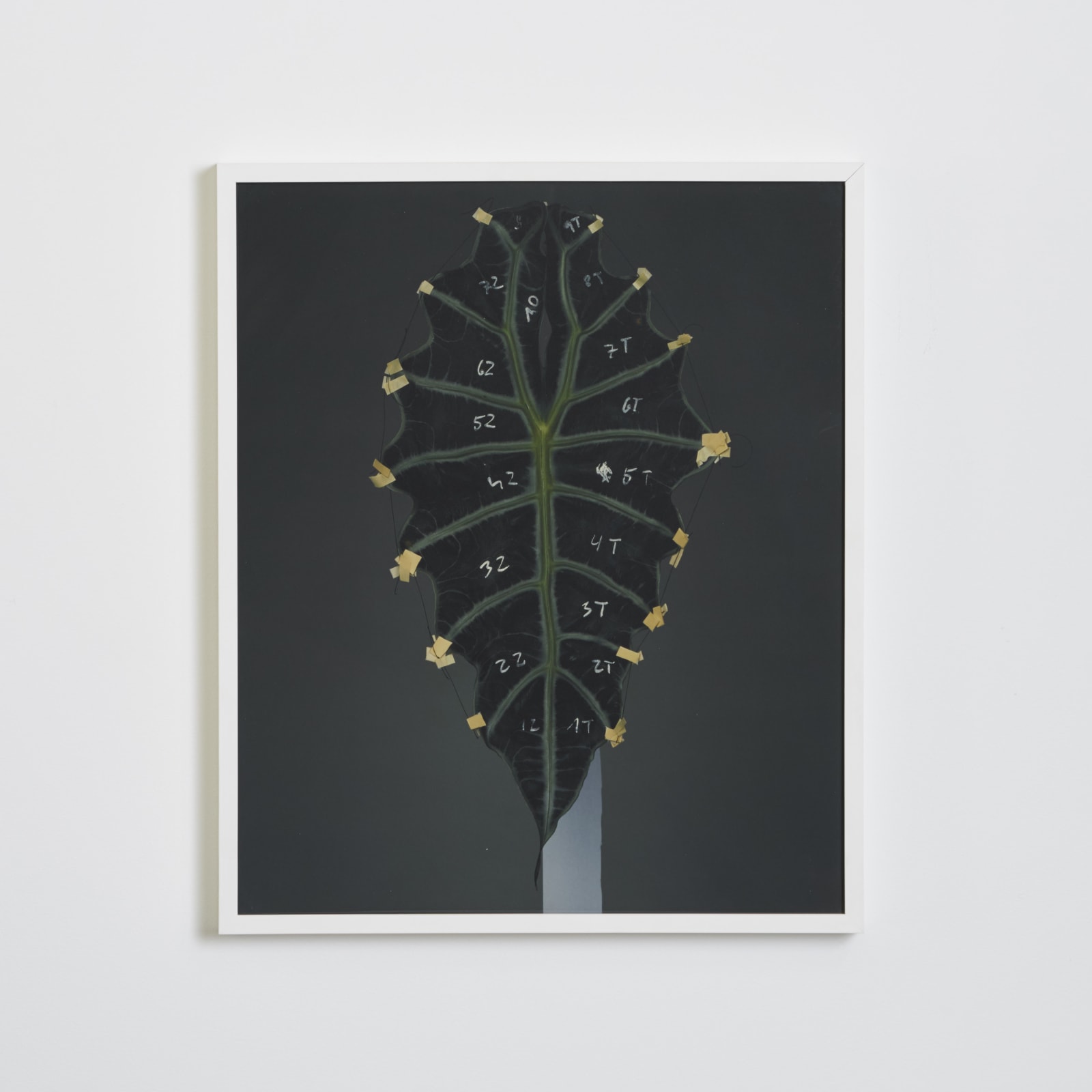 Bownik, Disassembly 9, 2012