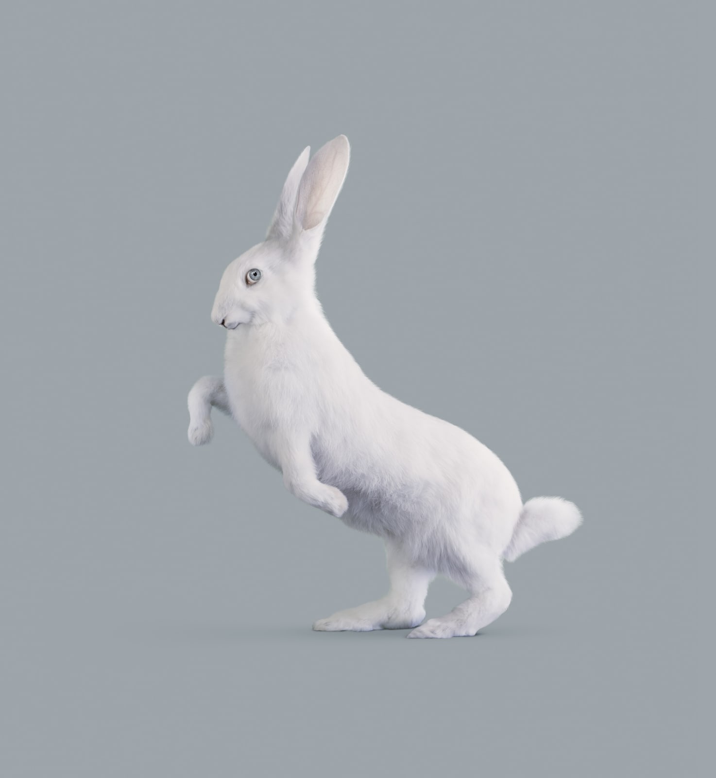 Vincent Fournier, Rabbit [Oryctolagus cognitivus] Very intelligent rabbit, 2012