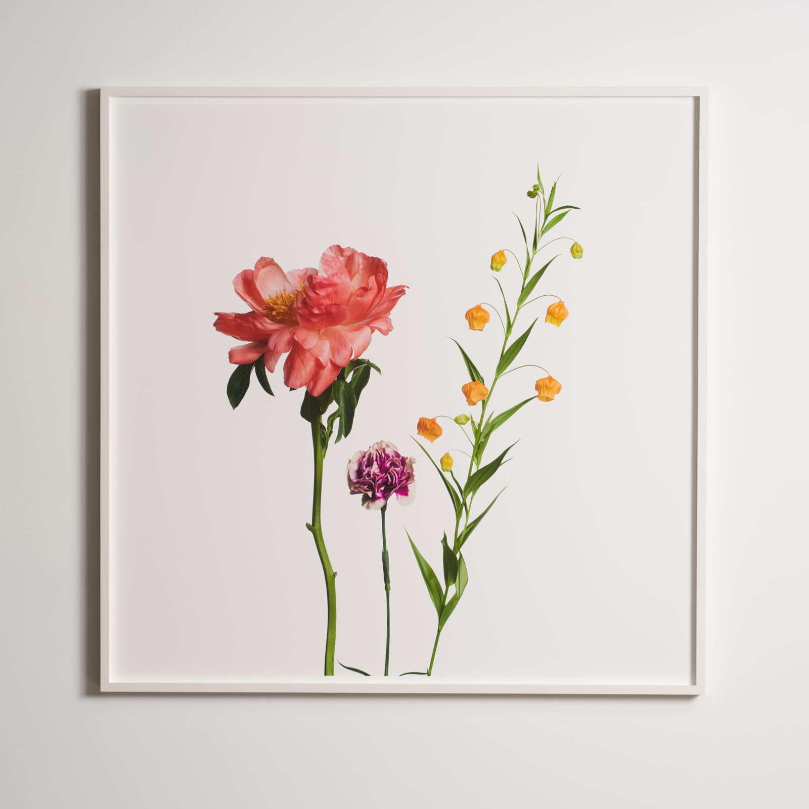 Inez & Vinoodh, 1 Pink Peony, 1 Two Tone Carnation, 1 Sandersonia, 2013