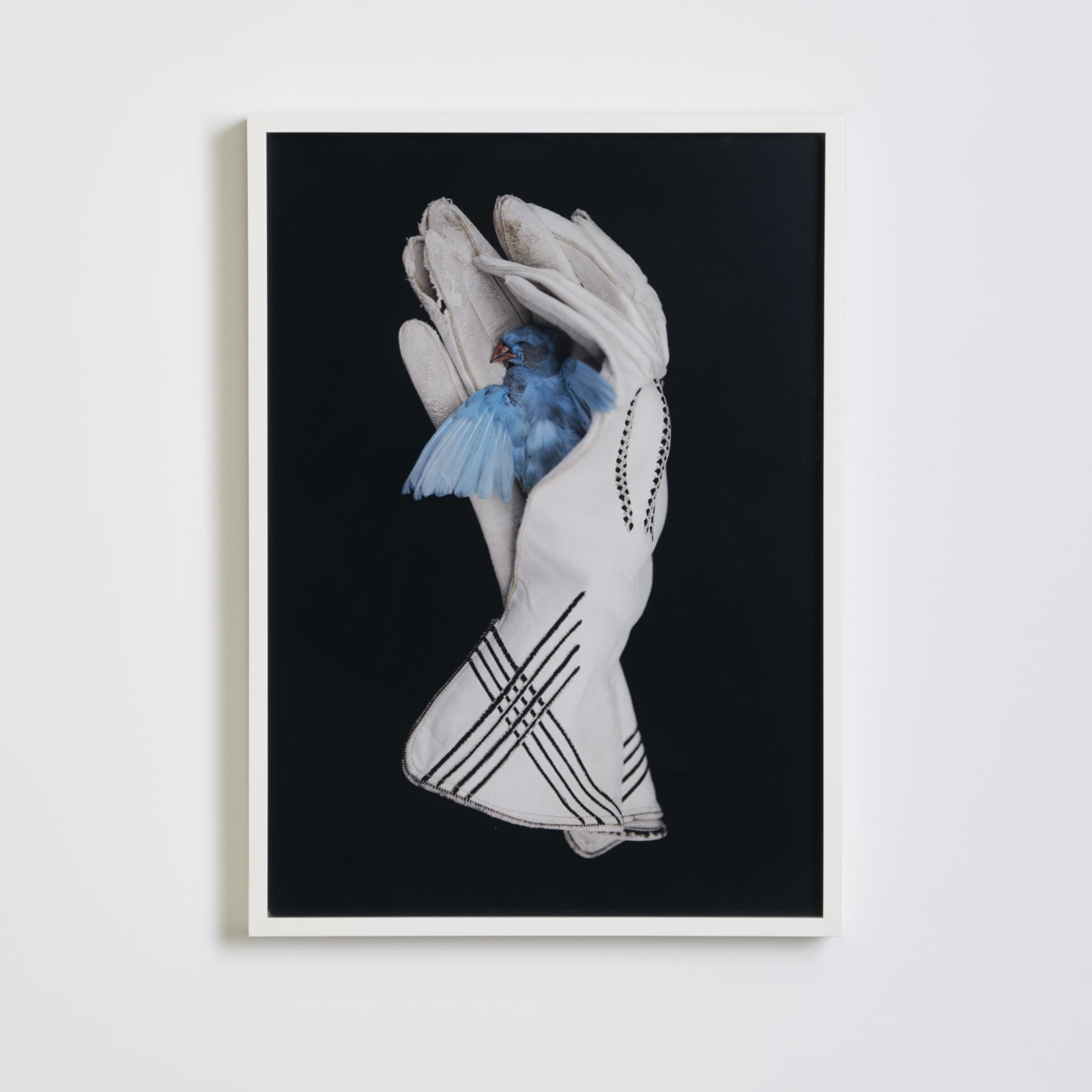 Anja Niemi, The dead bird, 2016