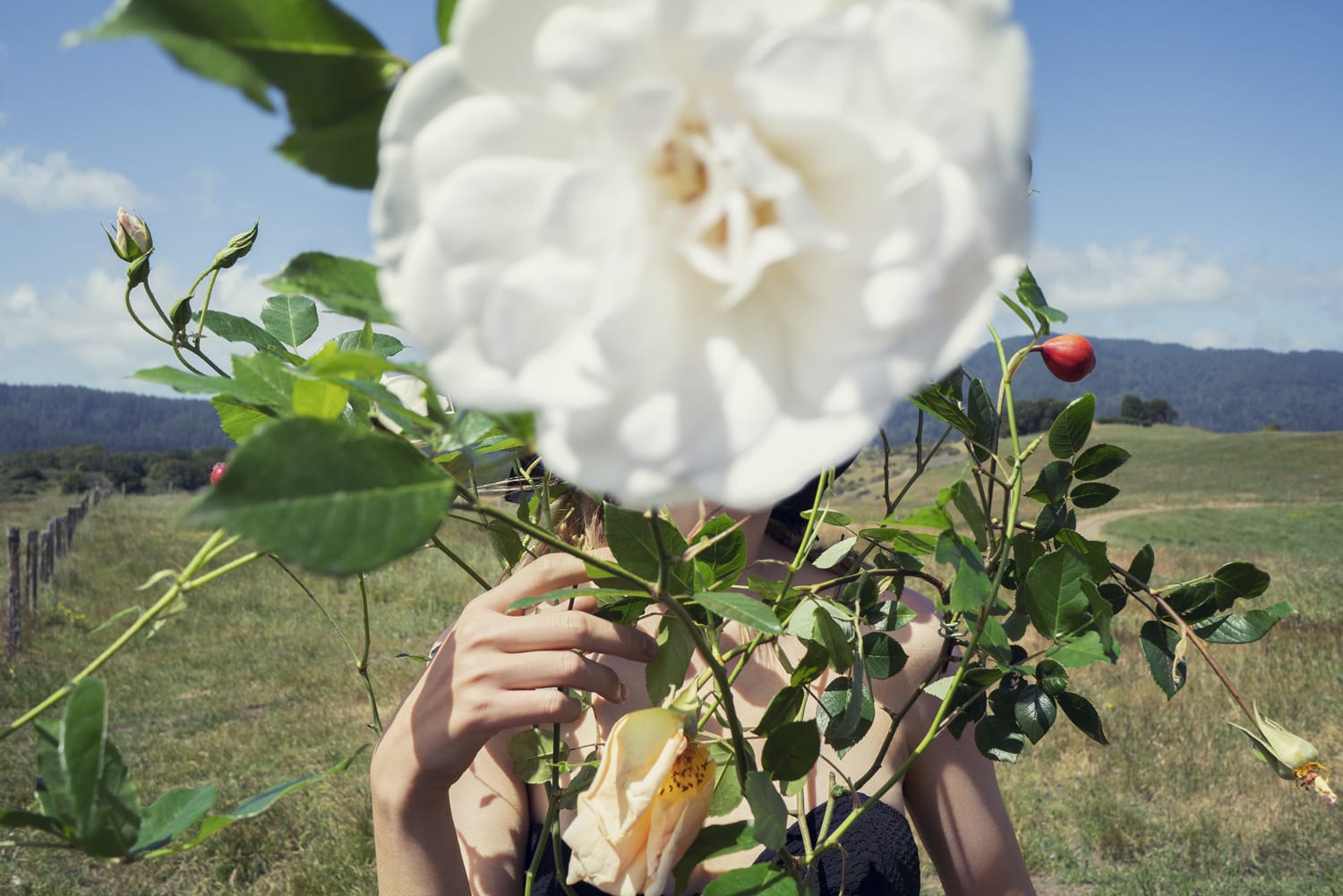Inez & Vinoodh, Lou and the Rose, 2018
