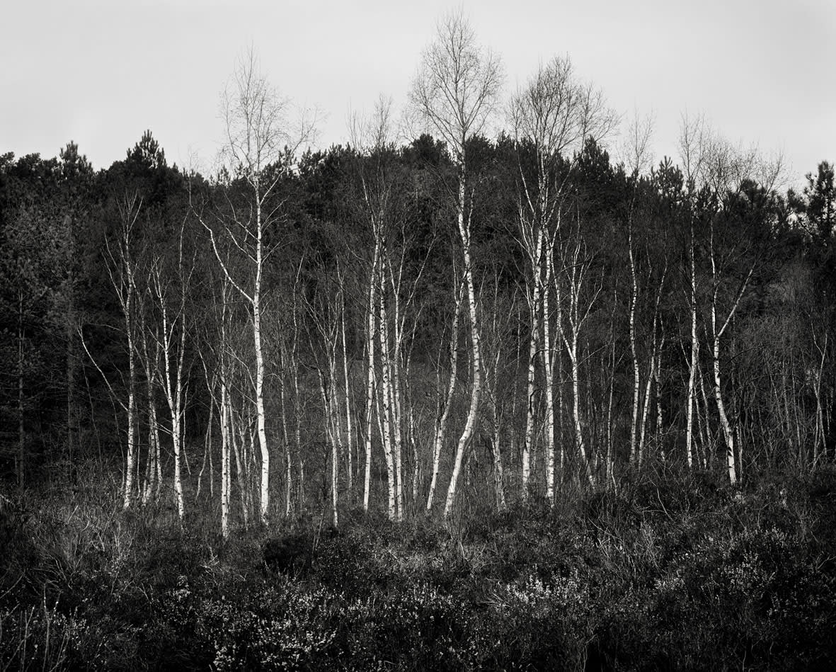 Mark Nettenbreijers, Rise & Fall XVIII, 2013