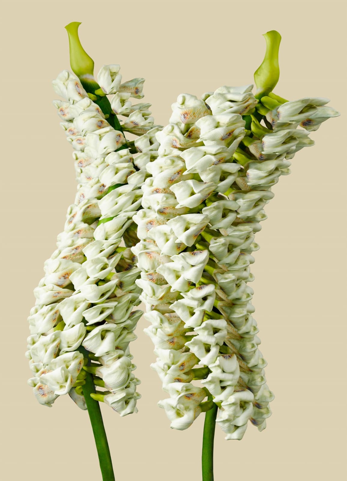 Vincent Fournier, Flora Incognita, 2022