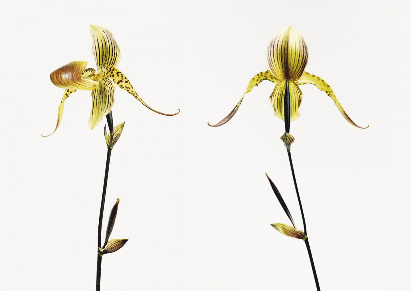 Vincent Fournier, Orchis [Orchis banana] Edible petals, 2012