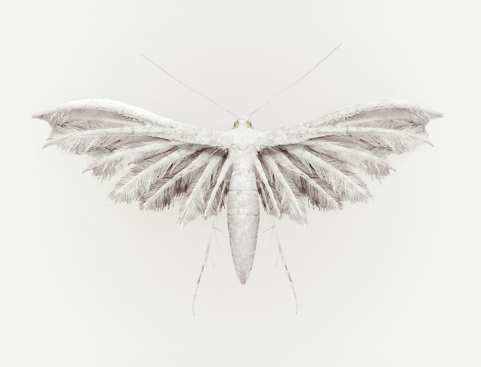 Vincent Fournier, Rain Bird [Aucellus pluvia] Ability to provoke rainfall by disturbing the clouds’ static electricity, 2012