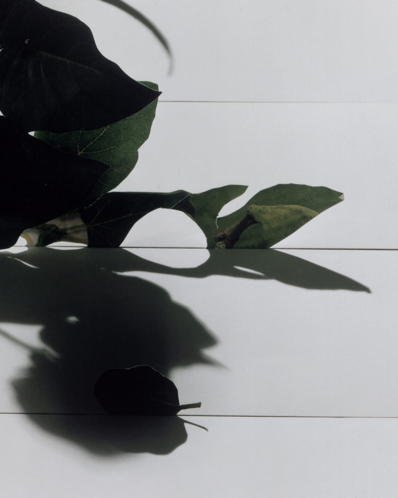 Scheltens & Abbenes, Bouquet IV, 2005