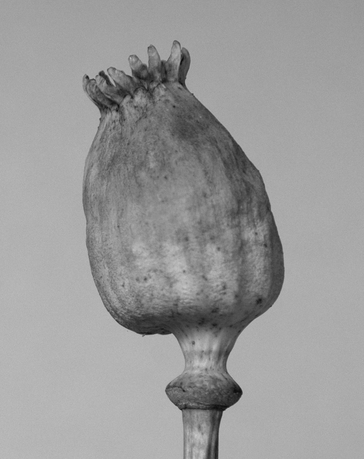 Tereza Zelenkova, Poppy Head I, 2017