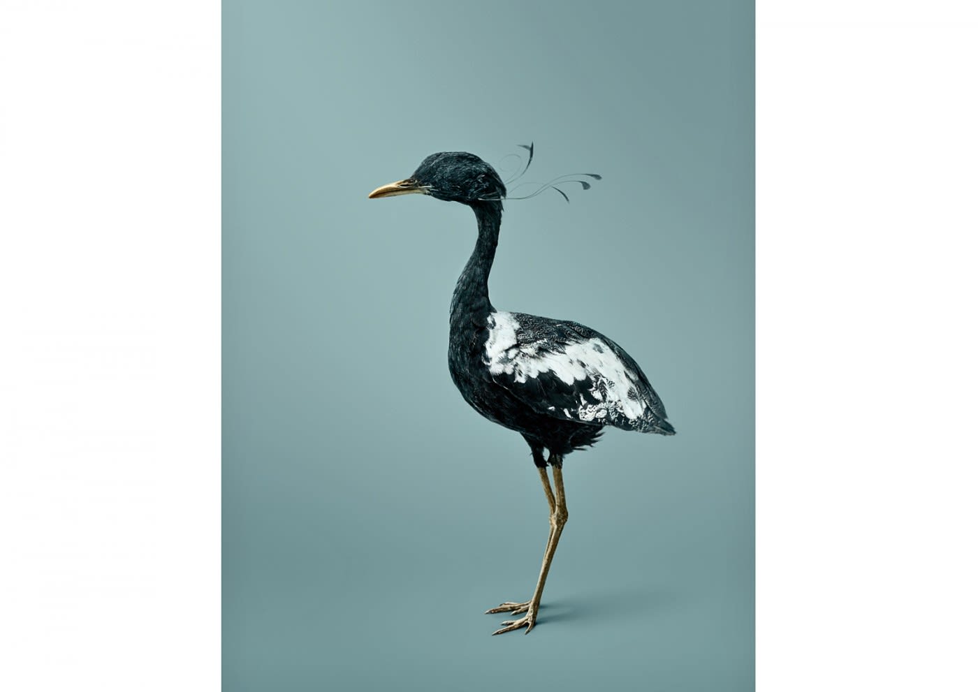 Vincent Fournier, Pythia Passarage [Sypheotides divinare] Bird with precognitive dreams, 2014