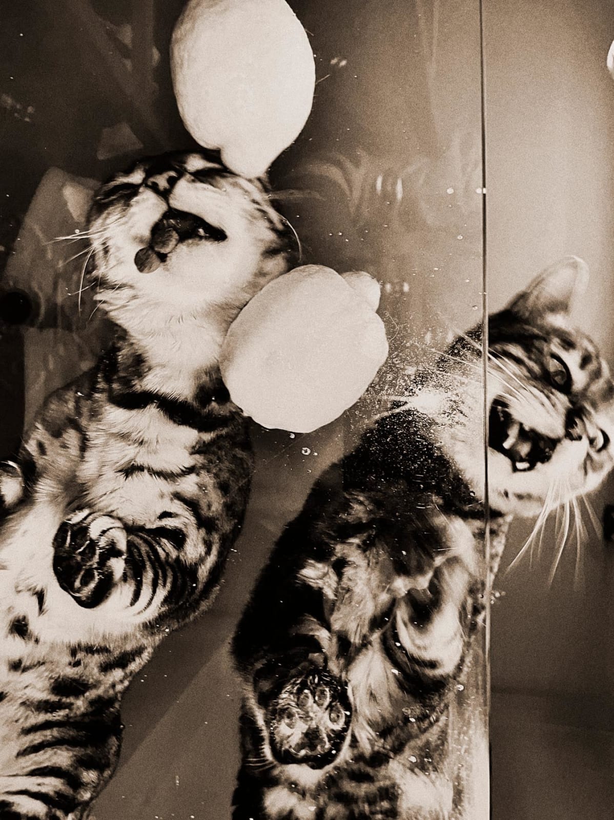 Katie Burnett, Trying to Bite Lemons, 2020