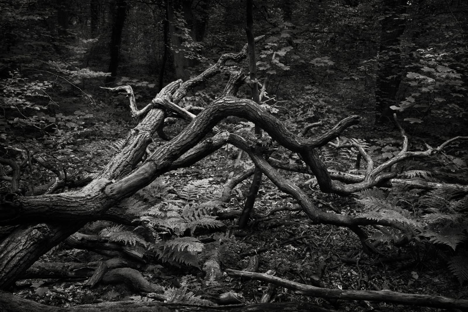 Mark Nettenbreijers, Rise & Fall II, 2013