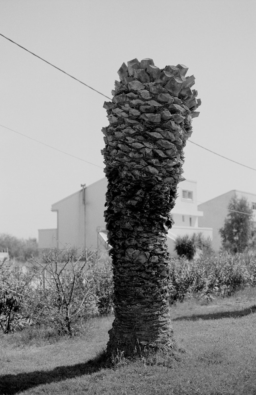 Natalia Poniatowska, Twelve Dying Palm Trees V, 2018