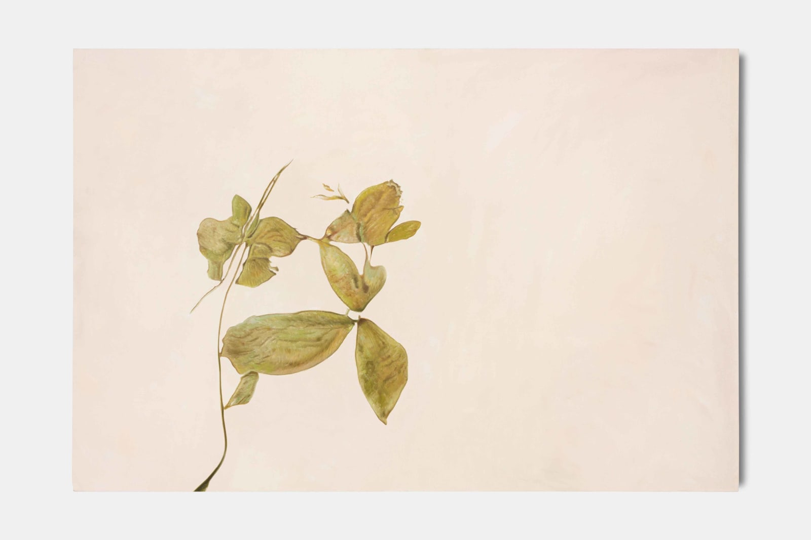 aurèce vettier, unknown samples (mid-altitude), 2021