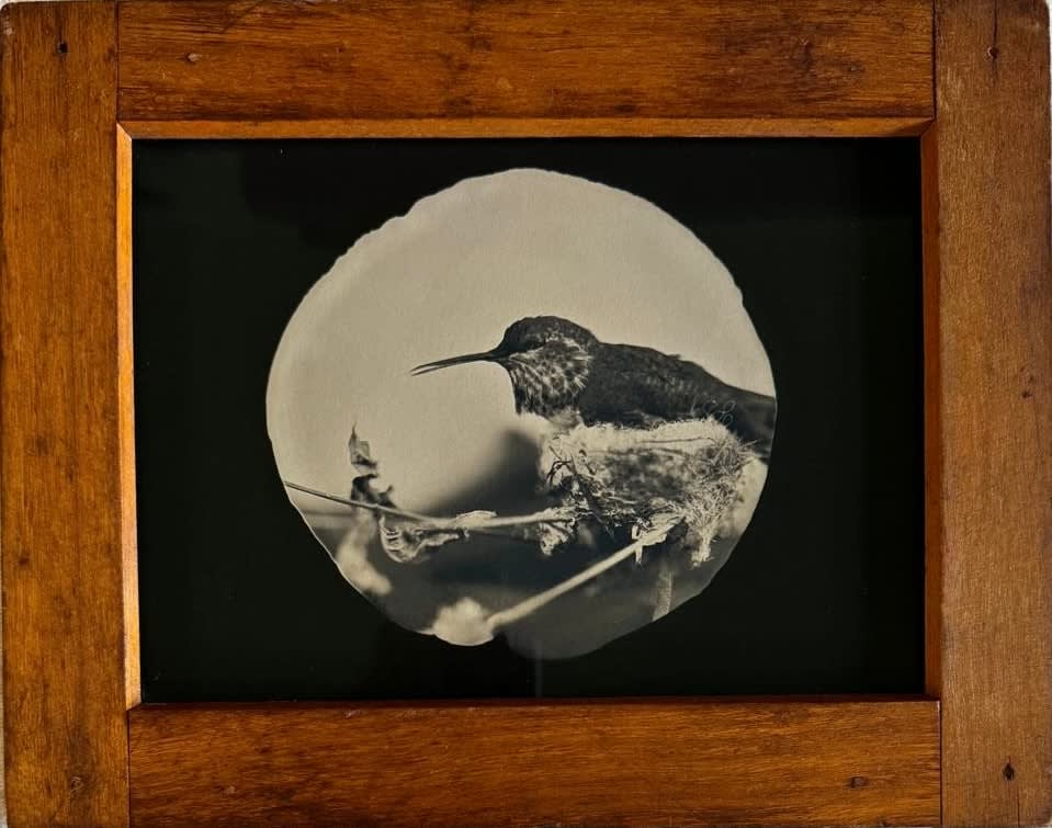 Lara Porzak, Momma's Humingbird, 2024