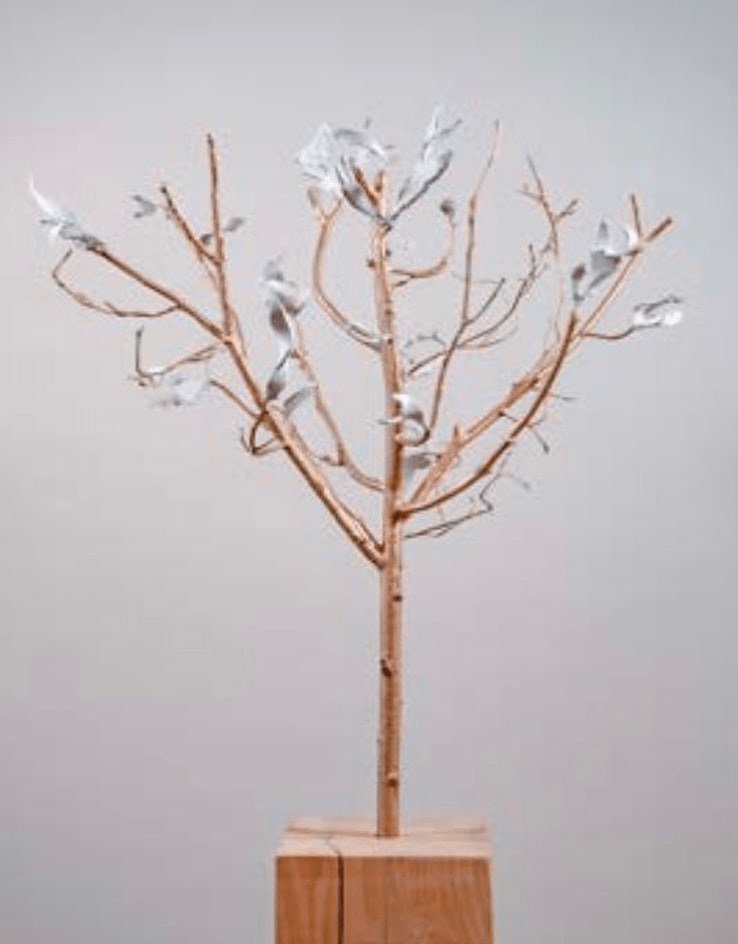 aurèce vettier, serenum foliatus, 2024