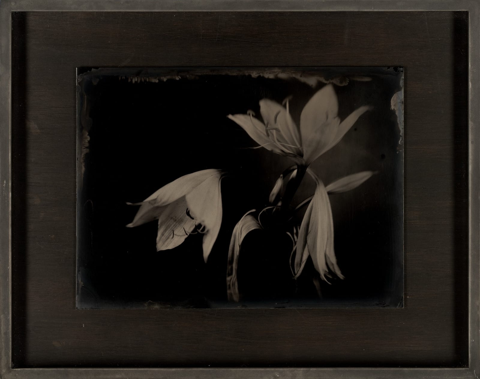 Lara Porzak, Bearded Lilies