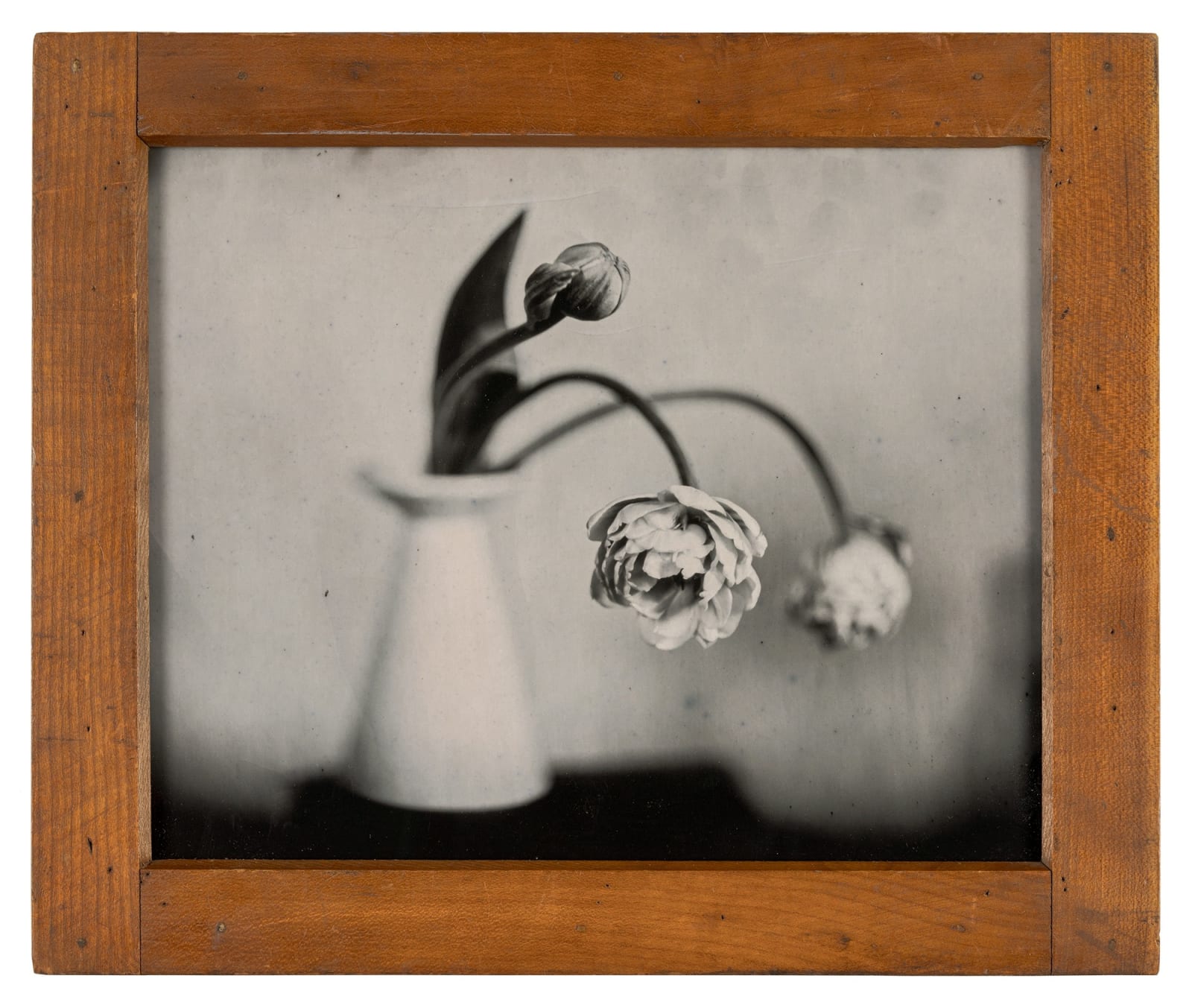 Lara Porzak, Peonies 3, 2024