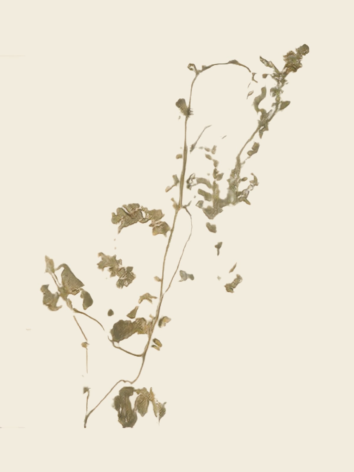 aurèce vettier, Voie lactée, 2021