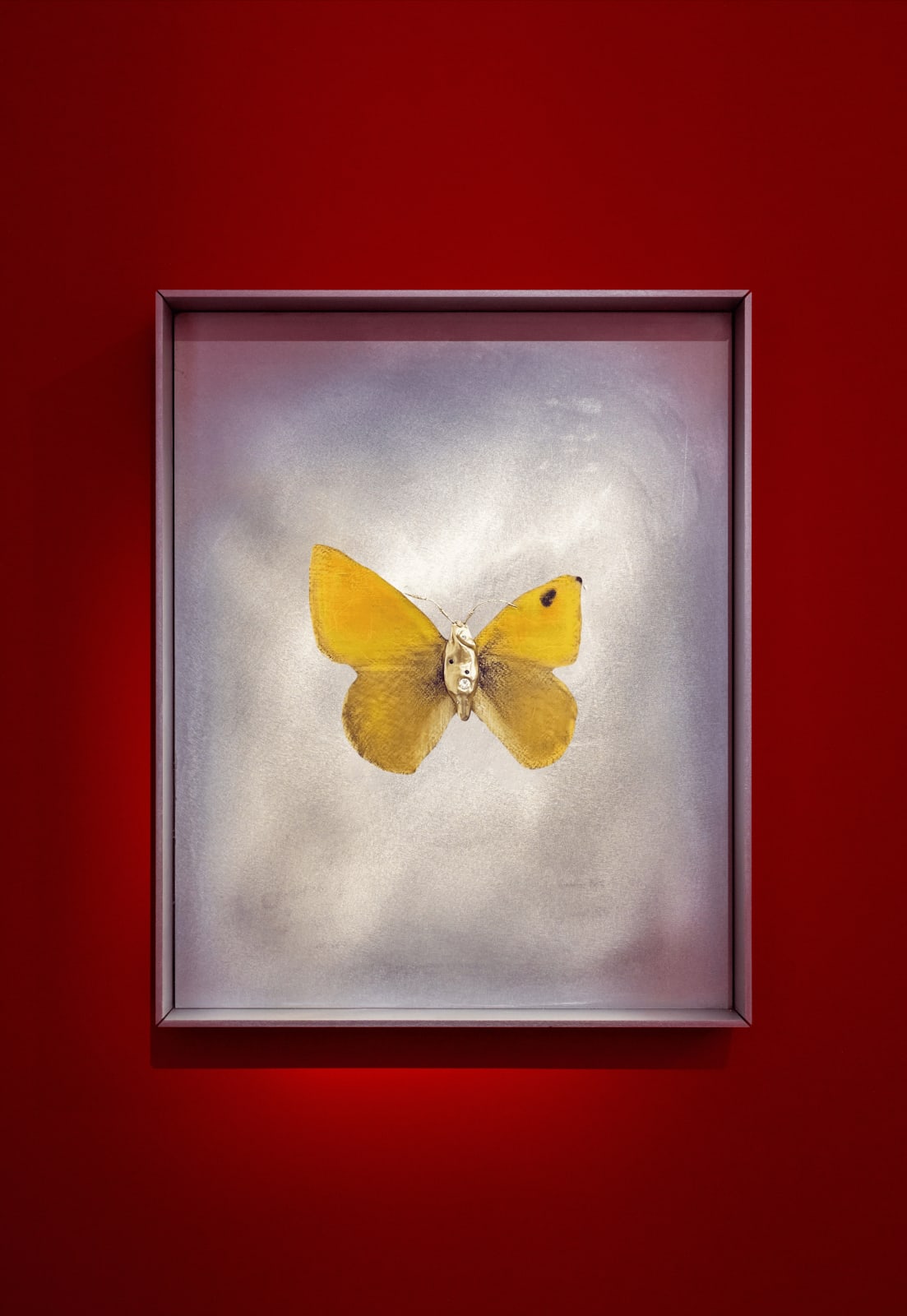 aurèce vettier, chrysodryas (sent by her, Anjou), 2024