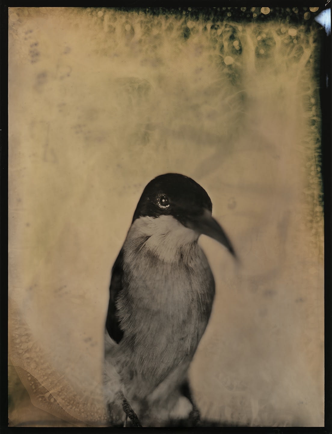 Lara Porzak, Russell Bird, 2015